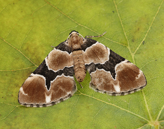70.140 BF1810 Marsh Carpet Gagitodes sagittata