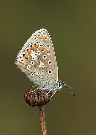 Common Blue Polyommatus icarus