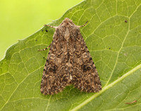 73.255 BF2145 The Nutmeg Anarta trifolii