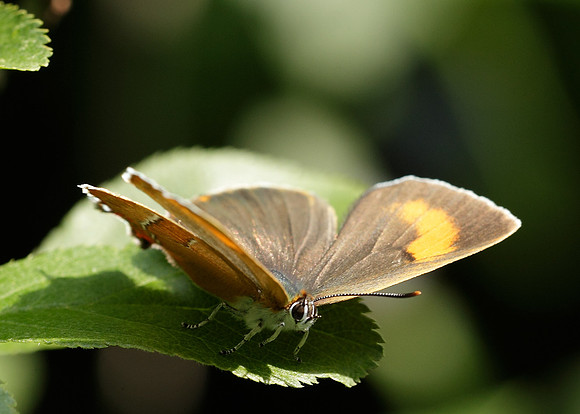 Brown Hairstreak Thecla betulae