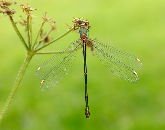 Willow Emerald Chalcolestes viridis
