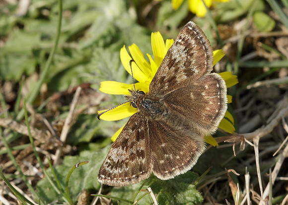 Dingy Skipper Erynnis tages