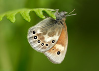 Large Heath Coenonympha tullia davus