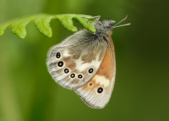 Large Heath Coenonympha tullia davus