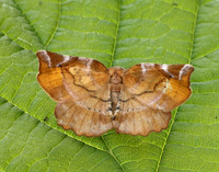 70.231 BF1910 Lilac Beauty Apeira syringaria