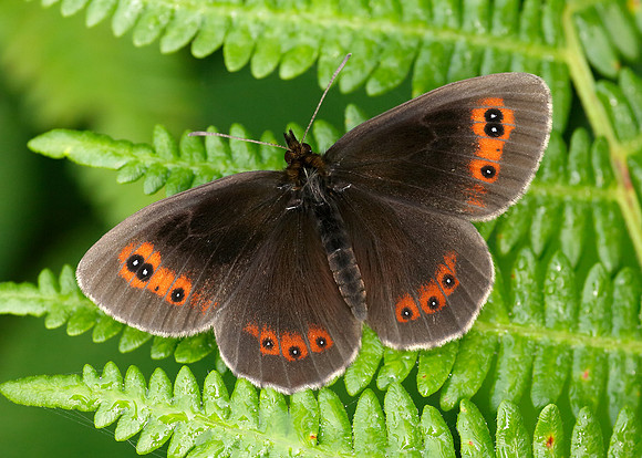 Scotch Argus Erebia aethiops