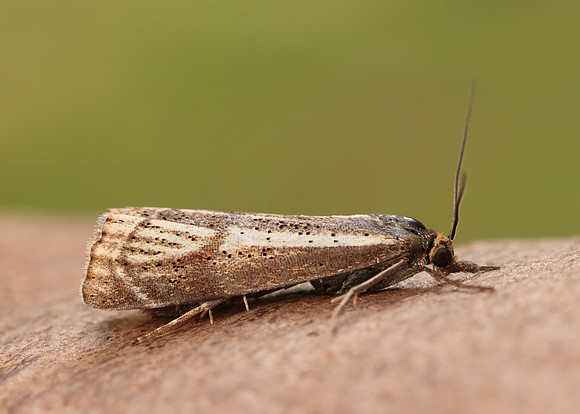 63.107 BF1321 Thisanotia chrysonuchella