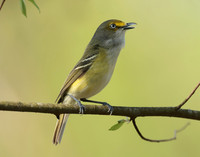 White-eyed Vireo Vireo griseus