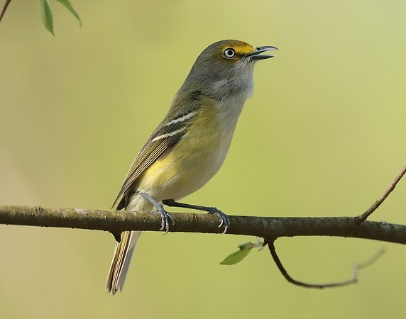 White-eyed Vireo Vireo griseus