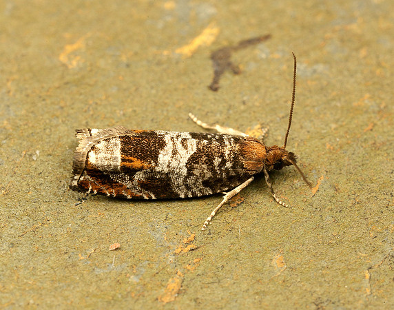 49.215 BF1115 Ancylis achatana