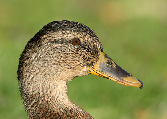 Mallard Anas platyrhynchos