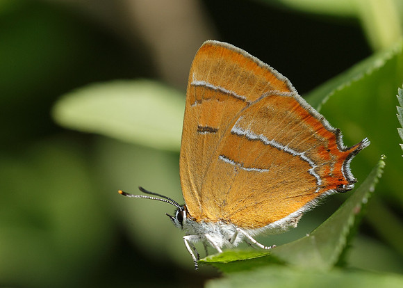 Brown Hairstreak Thecla betulae