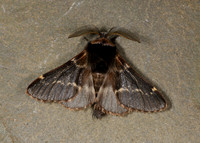 December Moth Poecilocampa populi