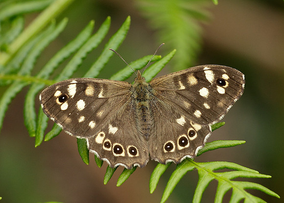 Speckled Wood Pararge aegeria