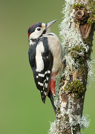 Great Spotted Woodpecker Dendrocopus major