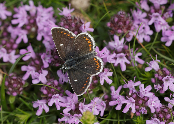 Northern Brown Argus Aricia artaxerxes artaxerxes