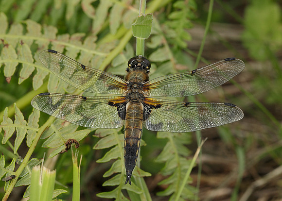 Four-spotted Chaser Libellula quadrimaculata