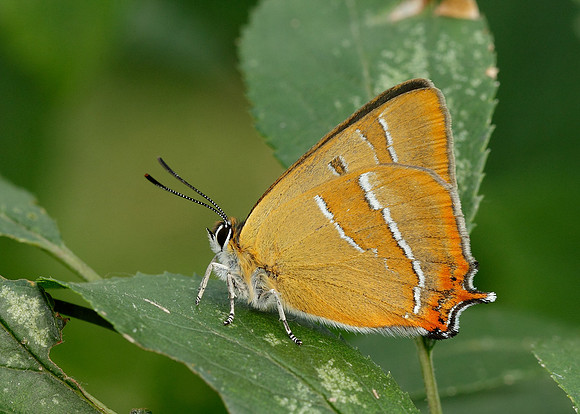 Brown Hairstreak Thecla betulae