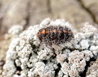70.249 BF1929 Rannoch Brindled Beauty Lycia lapponaria