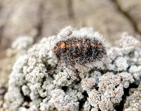 70.249 BF1929 Rannoch Brindled Beauty Lycia lapponaria