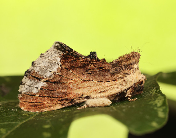 71.022 BF2009 Maple Prominent Ptilodon cucullina