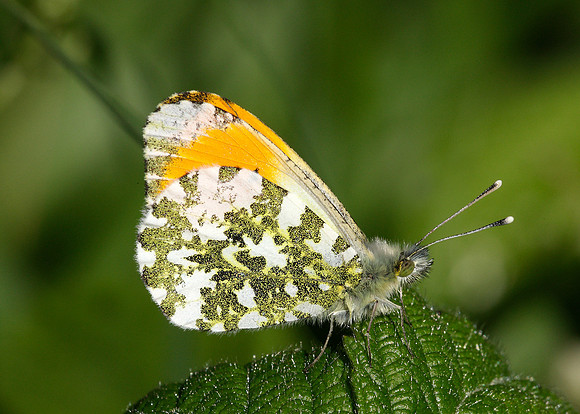 Orange-tip Anthocharis cardamines