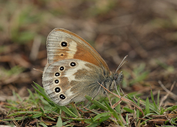 Large Heath Coenonympha tullia davus