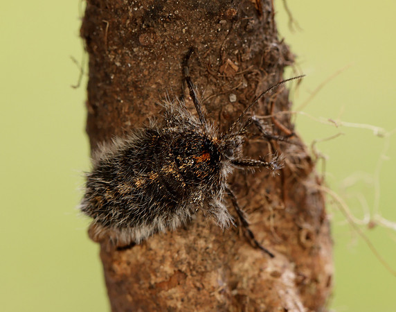 70.249 BF1929 Rannoch Brindled Beauty Lycia lapponaria