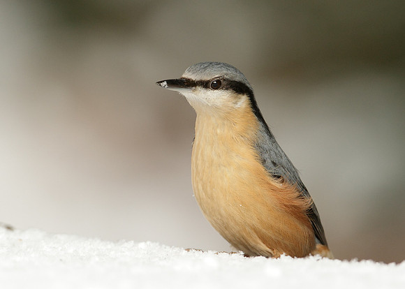 Nuthatch Sitta europaea