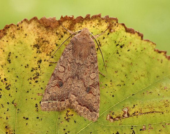 73.192 BF2262  Brick Agrochola circellaris