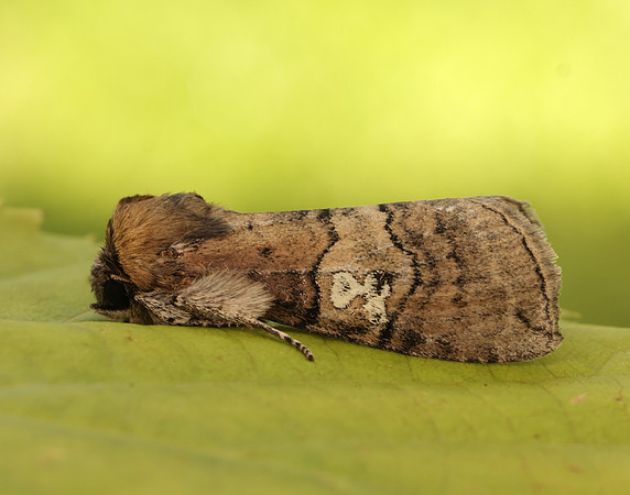 65.010 BF1654 Figure of Eighty Tethea ocularis