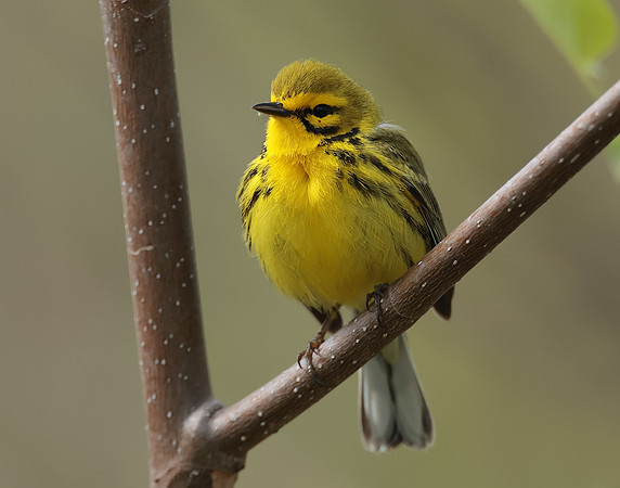 Prairie Warbler Setophaga discolor