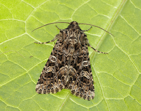 73.286 BF2167 Tawny Shears Hadena perplexa