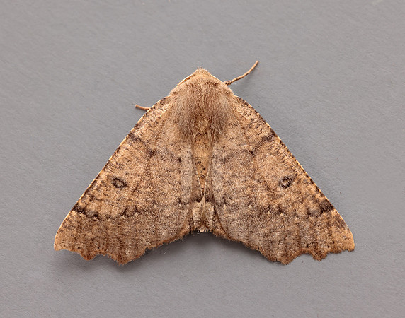 70.240 BF1920 Scalloped Hazel Odontopera bidentata