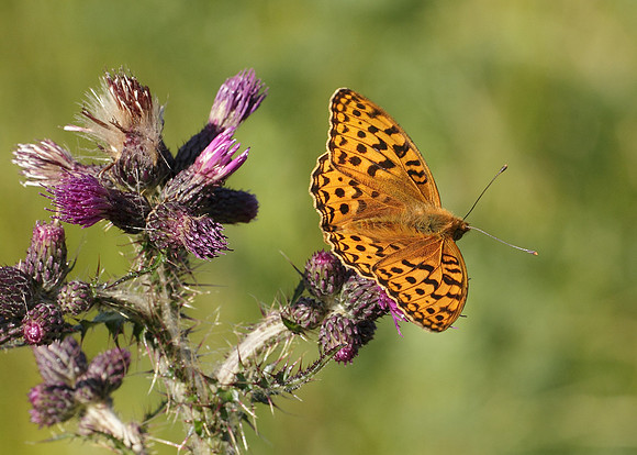 High Brown Fritillary Argynnis adippe