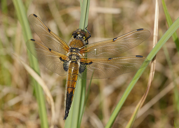 Four-spotted Chaser Libellula quadrimaculata