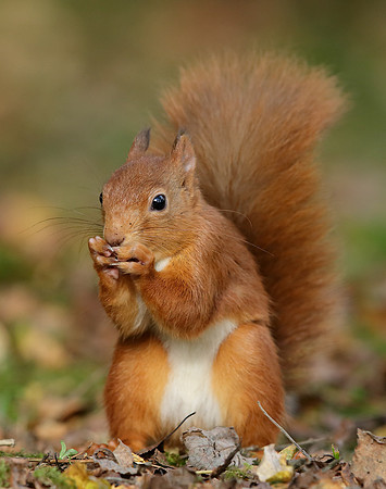 Red Squirrel Sciurus vulgaris
