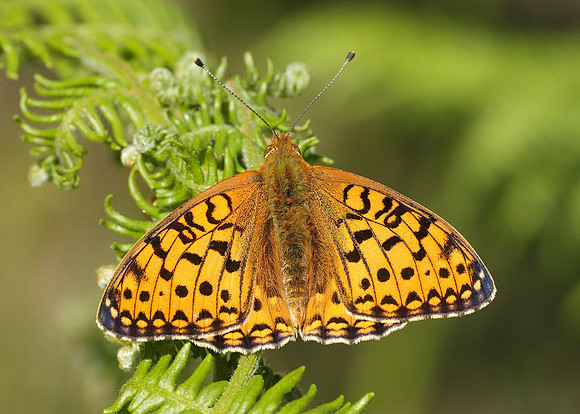 Dark Green fritillary Argynnis aglaja