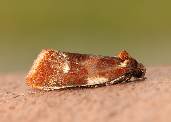 49.090 BF1015 Eulia ministrana
