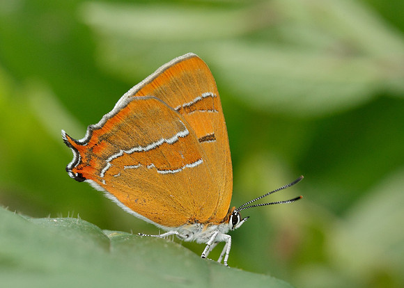 Brown Hairstreak Thecla betulae