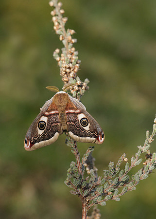68.001BF 1643 Emperor Moth Saturnia pavonia