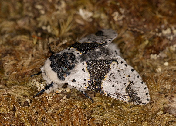 71.006 BF1996 Alder Kitten Furcula bicuspis