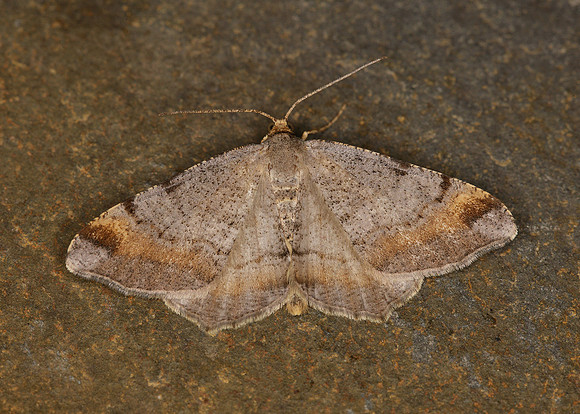70.214 BF1893 Tawny-barred Angle Macaria liturata