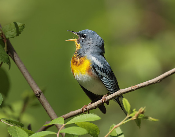 Northern Parula