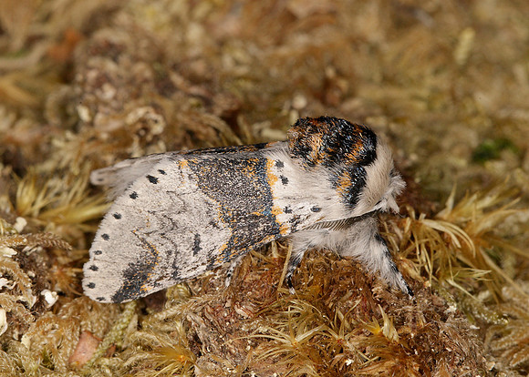 71.005 BF1997 Sallow Kitten Furcula furcula