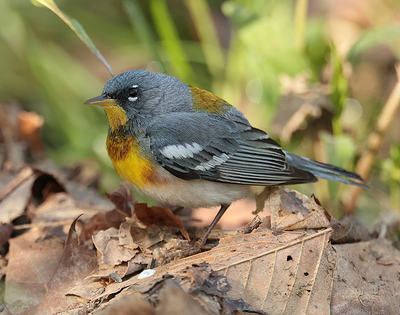 Northern Parula