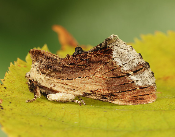 71.022 BF2009 Maple Prominent Ptilodon cucullina