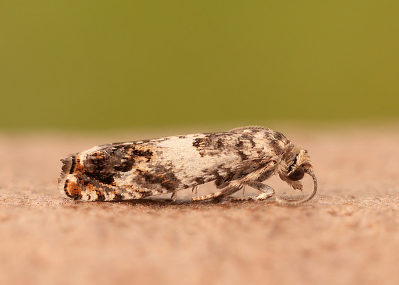 49.244 BF1132 Epinotia subocellana