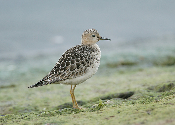 Buff-breasted Sandpiper Tryngites subruficollis