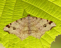 70.211 BF1889 Peacock Moth Macaria notata